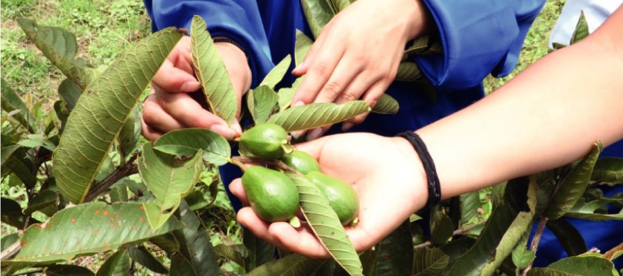 Buenas Prácticas para Cultivar